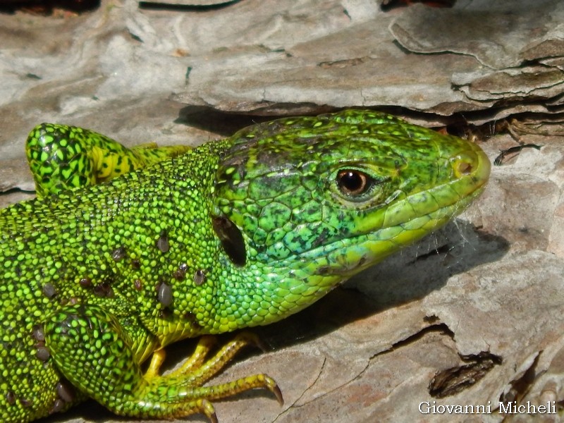 Ramarri (Lacerta bilineata)